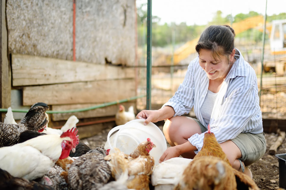 Boost Your Chickens' Health Naturally with Probiotics